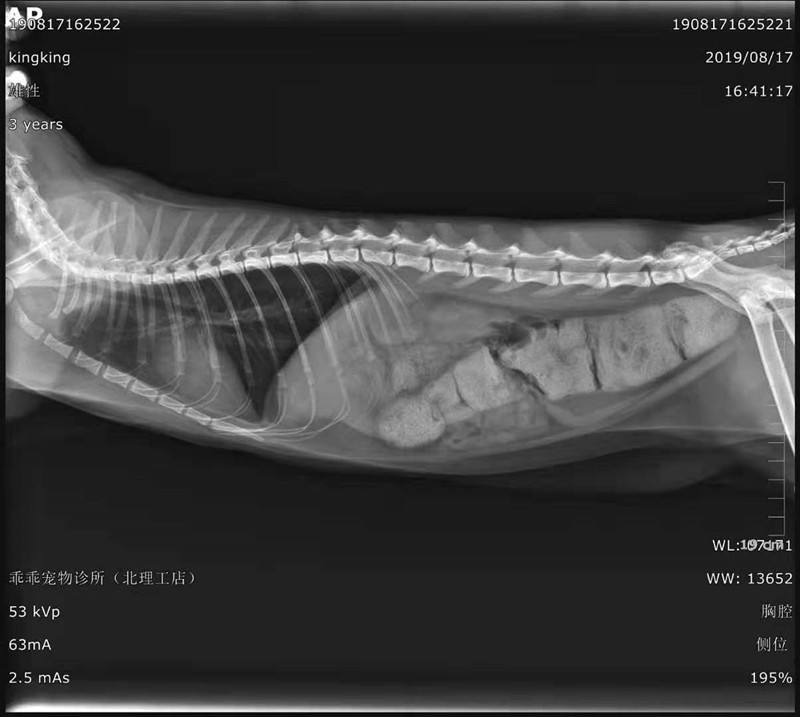portable x ray machine veterinary
